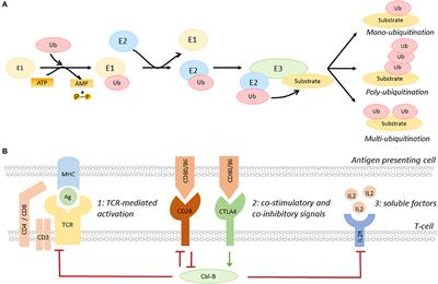 Frontiers | E3 Ubiquitin Ligases As Immunotherapeutic Target In ...